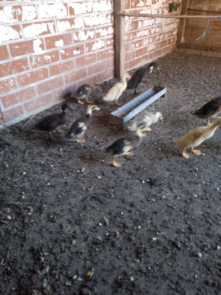 Loopeenden, Dieren en Toebehoren, Meerdere dieren, Eend