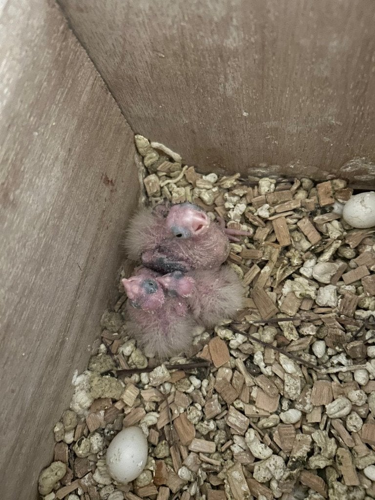 famille calopsite avec cage, Animaux & Accessoires, Mâle