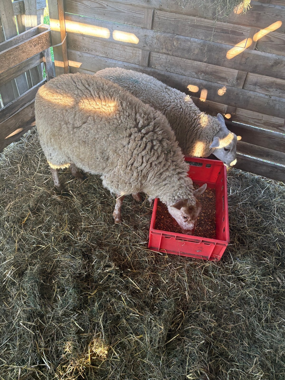 Agneau sympa, Femelle, Mouton