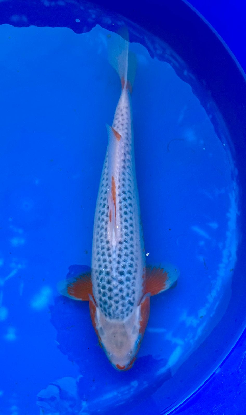 VHQ Asagi 40cm Top Kwaliteit, Laagste prijs!, Dieren en Toebehoren, Vissen | Vijvervissen, Karper of Koi