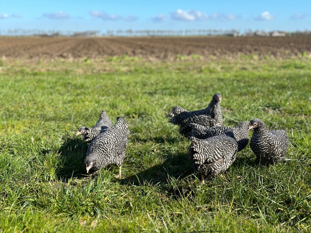 Jonge tamme Amrock kriel kippen gesekst en ingeënt, Dieren en Toebehoren, Pluimvee, Vrouwelijk, Kip