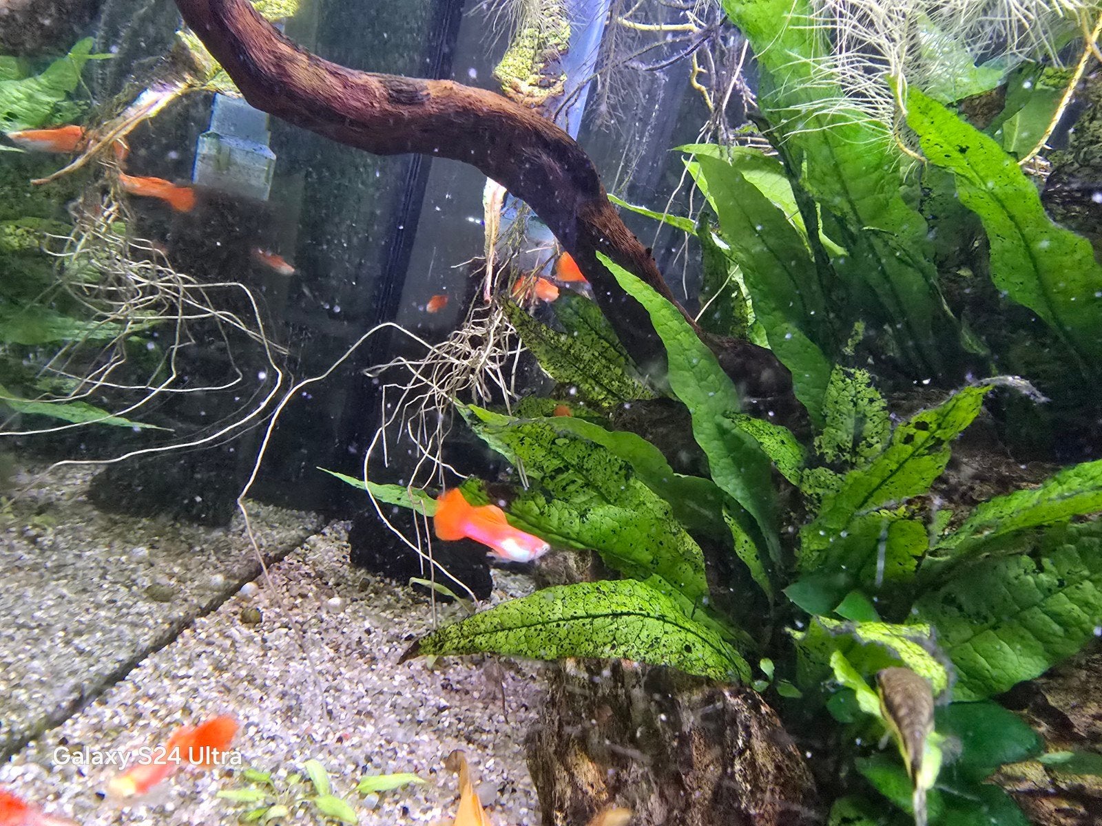 Guppy Red Flamingo Swordtail, Animaux & Accessoires, Poisson, Poisson d'eau douce, Banc de poissons