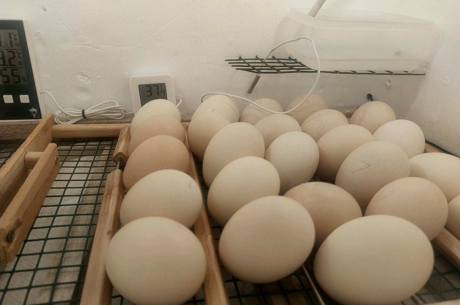 Écloseries de Poule de Bresse.