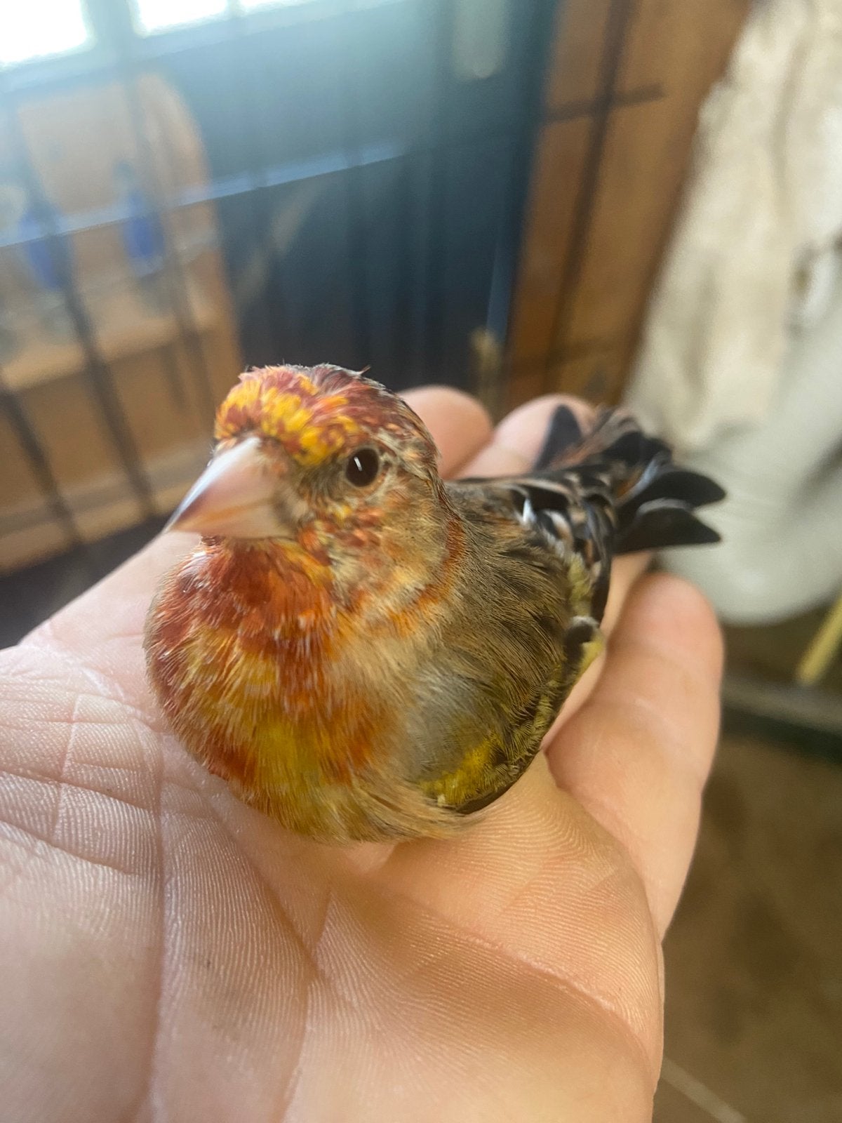 Kruising distelvink x kanarie 2026, Dieren en Toebehoren, Mannelijk, Wildzangvogel, Geringd