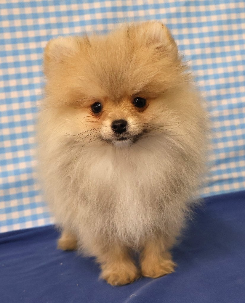 Chiots de Poméranie super mignons ! ! !, 15 semaines à 1 an, Loulou, Plusieurs animaux, Éleveur | Professionnel