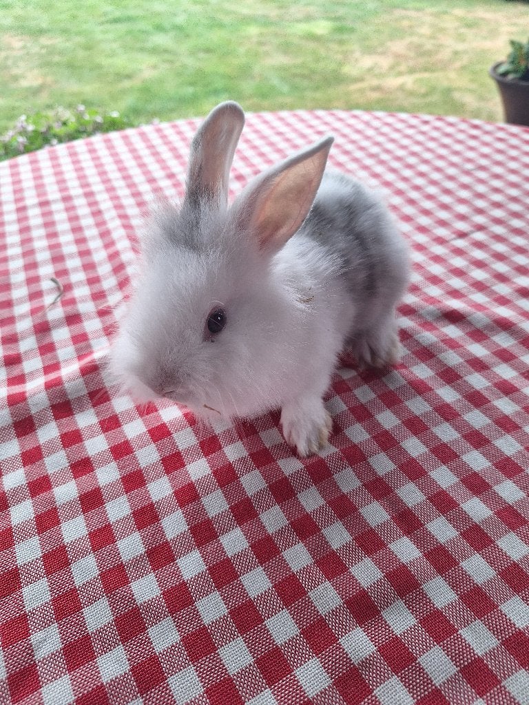 Dwergkonijntjes, Animaux & Accessoires, Lapins, Plusieurs animaux, Nain, 0 à 2 ans
