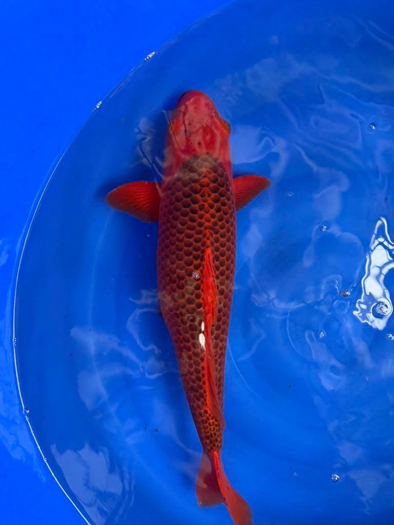 Aka matsuba te koop, Animaux & Accessoires, Poissons | Poissons d'étang