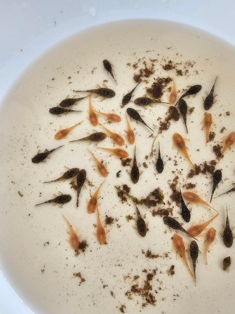 Borstelneus algeneter, Dieren en Toebehoren, Vis, Zoetwatervis