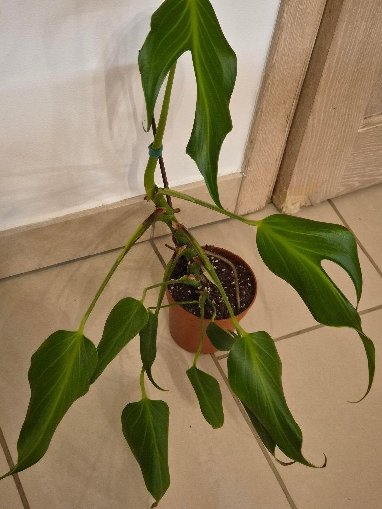Monstera Burle Flame, Huis en Inrichting, Ophalen of Verzenden