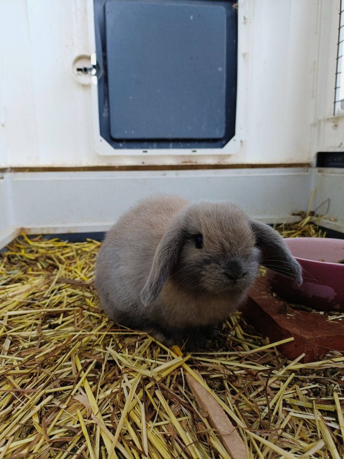 Kleine NHD konijnen, Oreilles tombantes, 0 à 2 ans