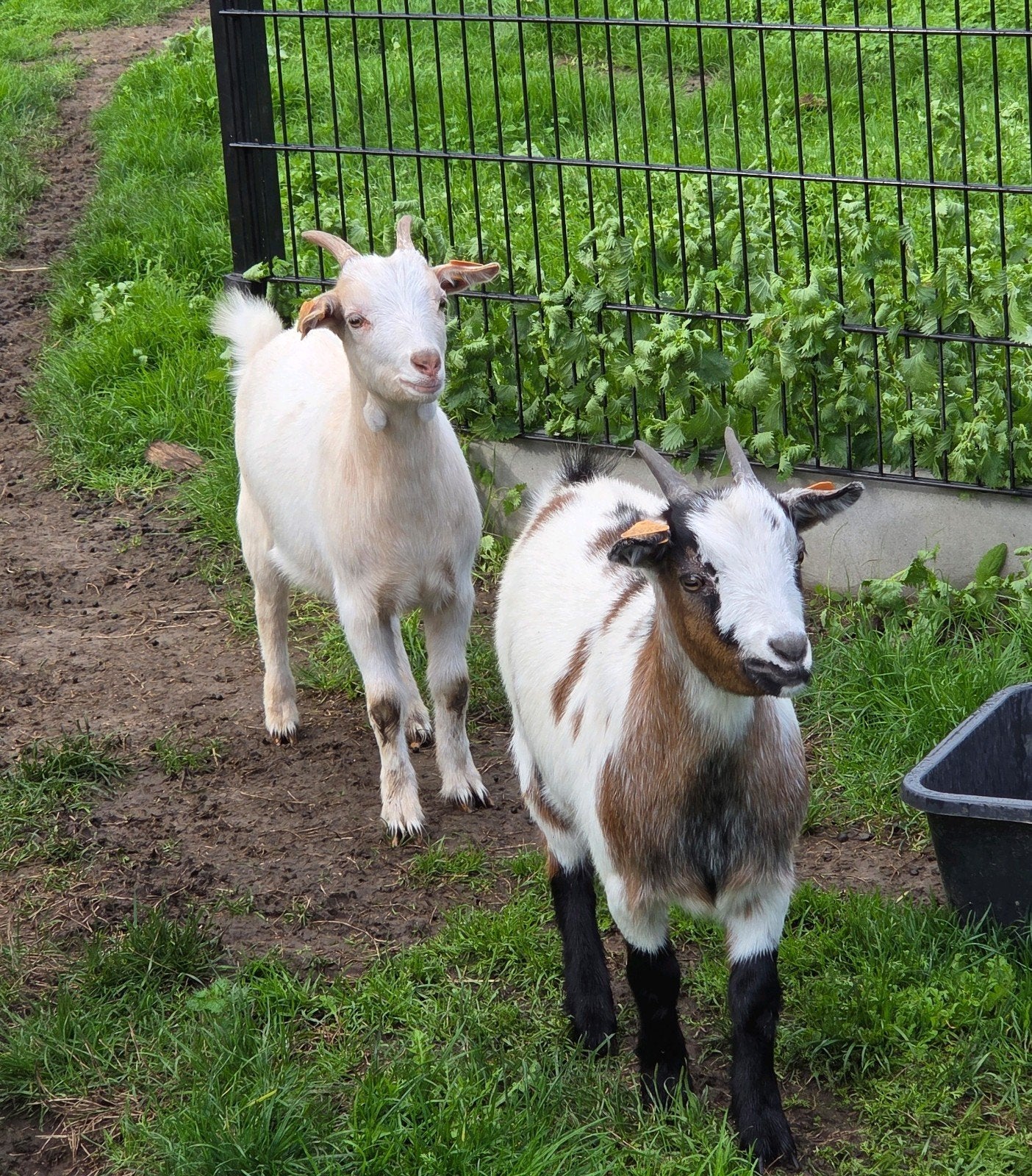 twee dwerggeit broertjes, gecastreerde bokjes, geitenlam, Dieren en Toebehoren, Mannelijk, Geit, 0 tot 2 jaar