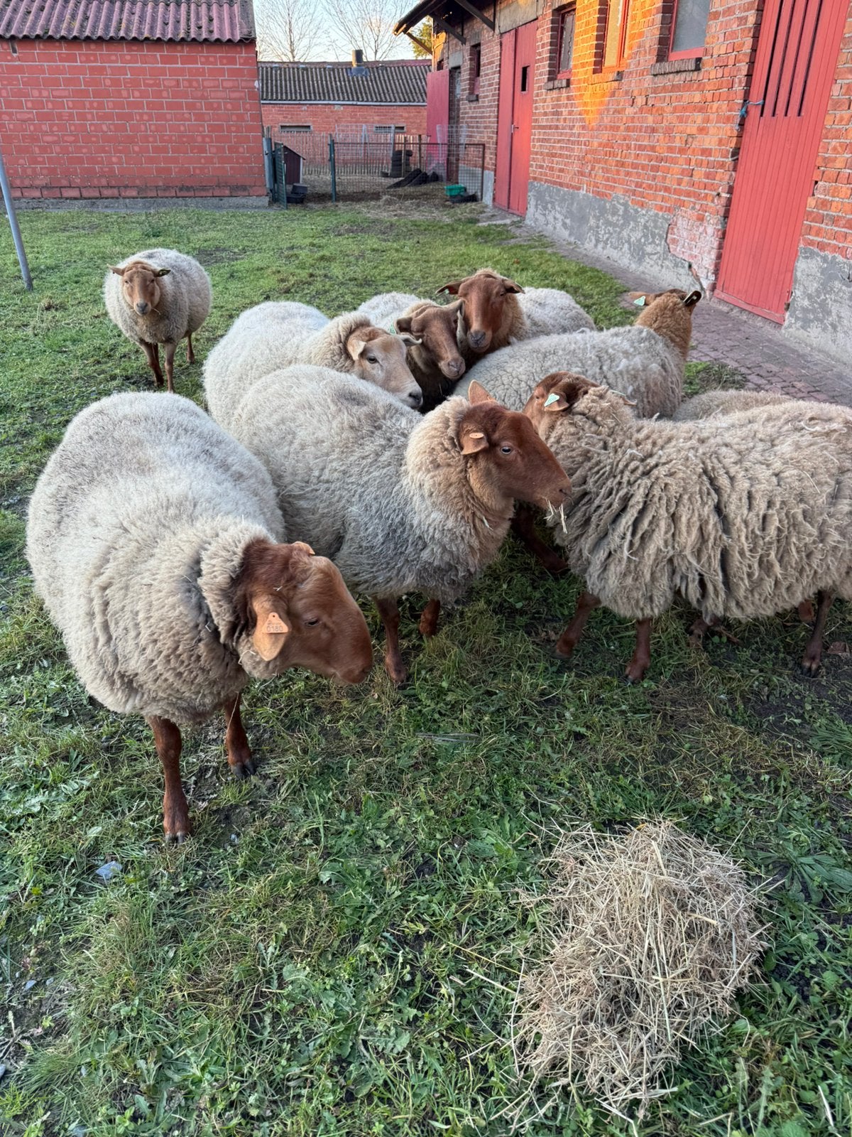 Schapen