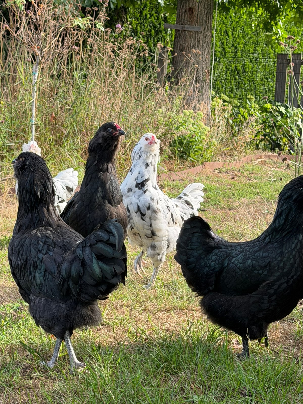 Raszuivere zwarte ameraucana haan, Dieren en Toebehoren, Pluimvee