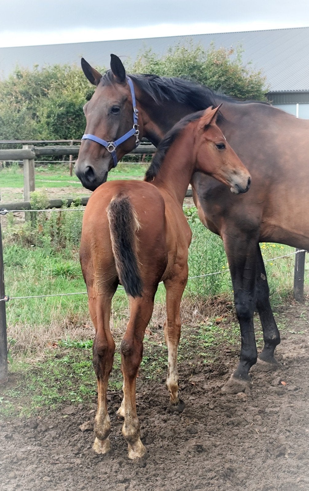 ZEER beloftevol springveulen van Django Z x Chopin!!, Dieren en Toebehoren, Paarden, Springpaard, Met stamboom, 0 tot 2 jaar, Hengst