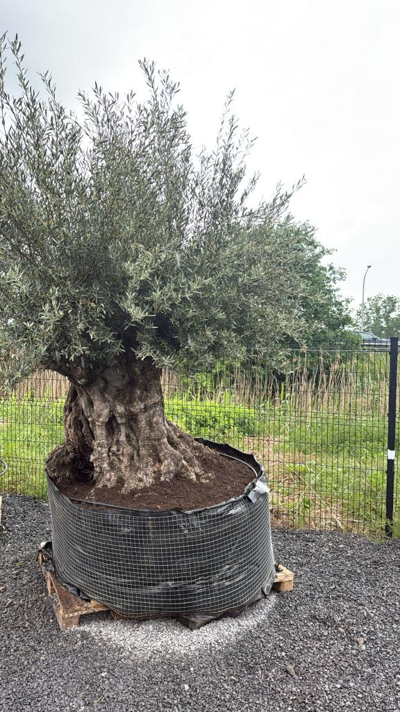 Olijfboom Bonsai, Tuin en Terras, Planten | Bomen, Lente, Olijfboom, 250 tot 400 cm, Ophalen