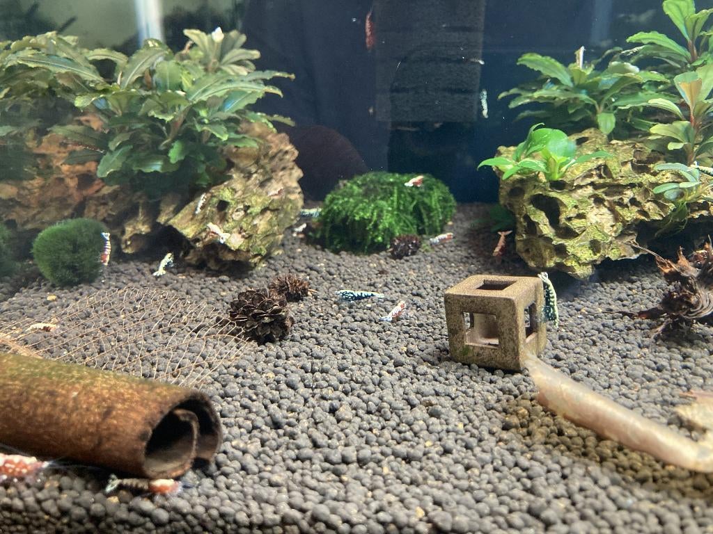 Galaxy Boa Mix, Homard, Crabe ou Crevette, Poisson d'eau douce, Banc de poissons