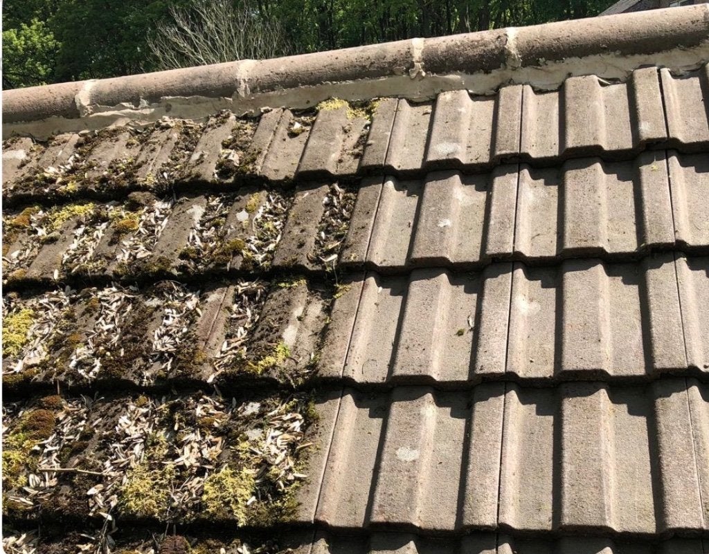 Démoussage, Immo