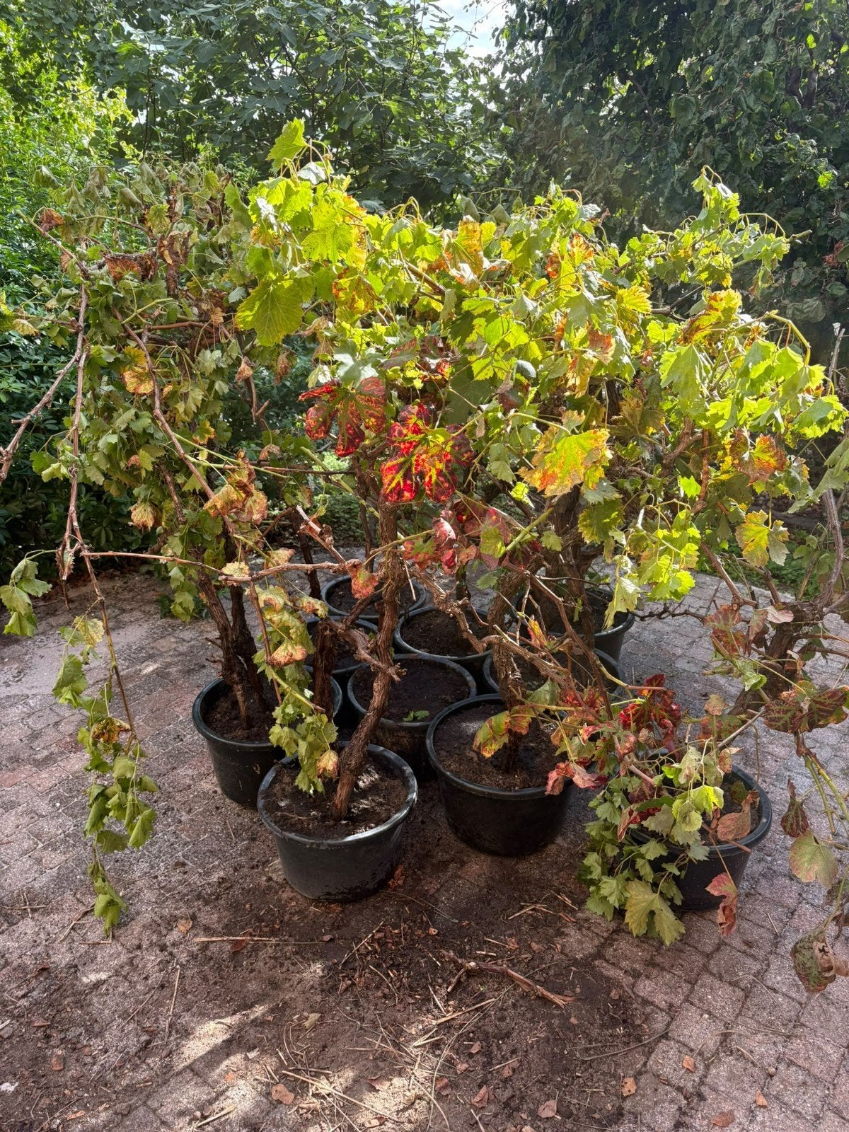 Druivelaars, 15 jaar oude stokken, Tuin en Terras, Ophalen, Overige soorten, Volle zon, 100 tot 250 cm