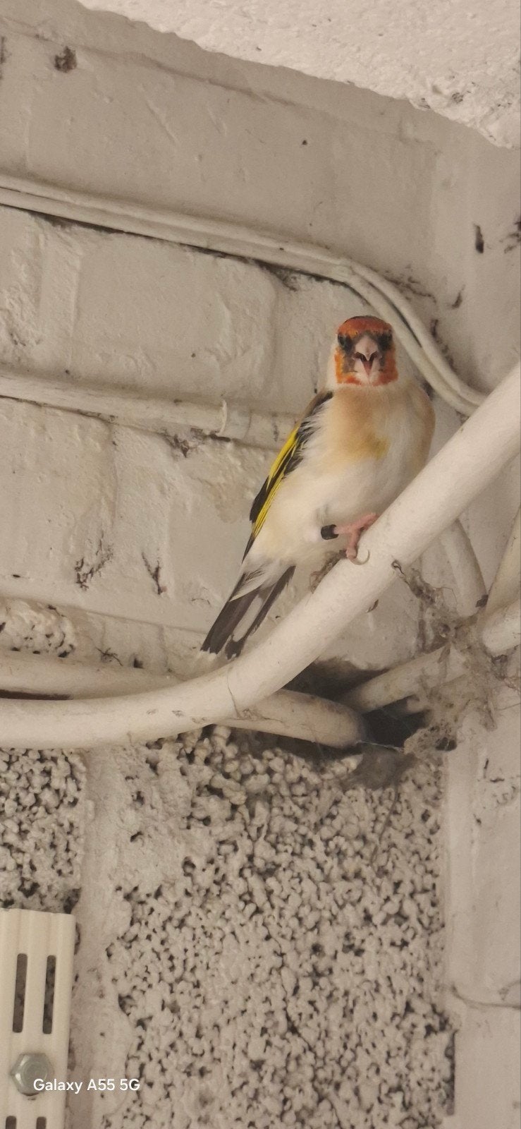 chardonneret mâle avec bavette, Animaux & Accessoires, Oiseaux | Canaris, Mâle