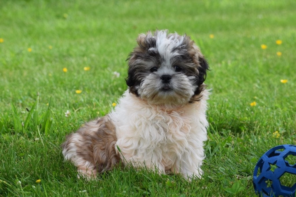 Chiots Shih-tzu, Animaux & Accessoires, 15 semaines à 1 an, Hépatite contagieuse (maladie de Rubarth), Autres races, Éleveur | Professionnel