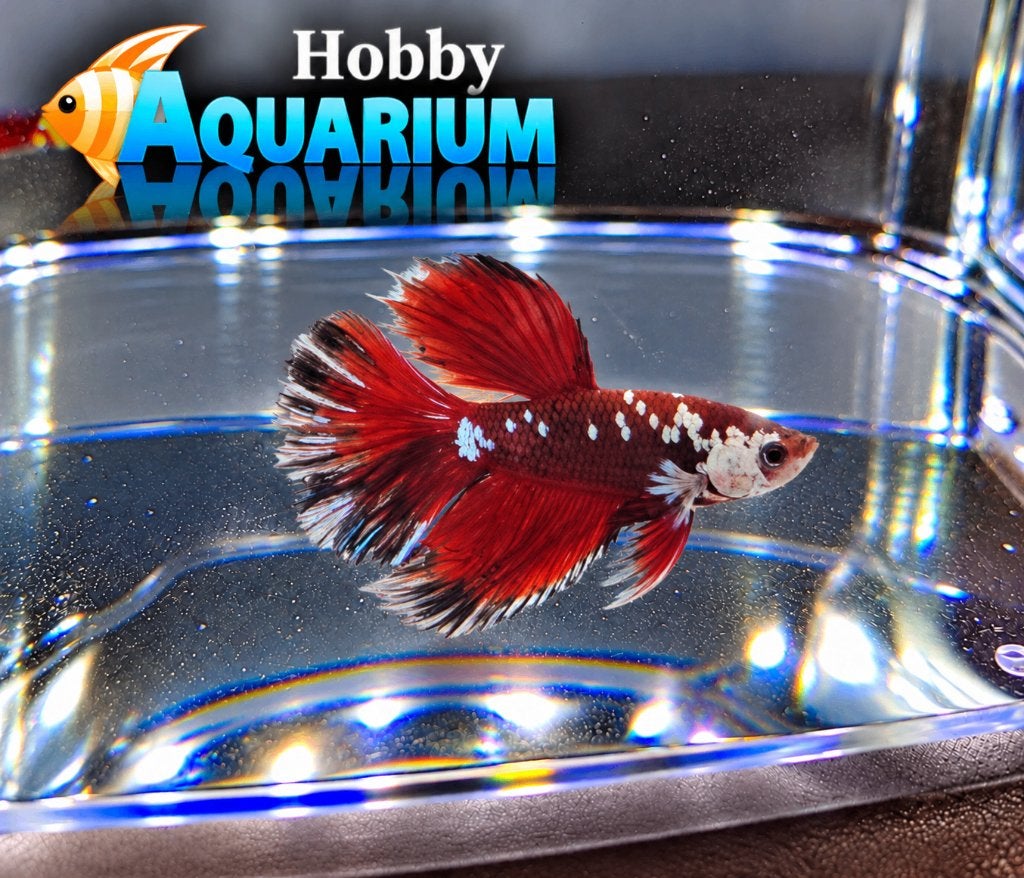 Hobbyaquarium  Betta SP Halfmoon Red Samurai, Dieren en Toebehoren, Vis, Zoetwatervis