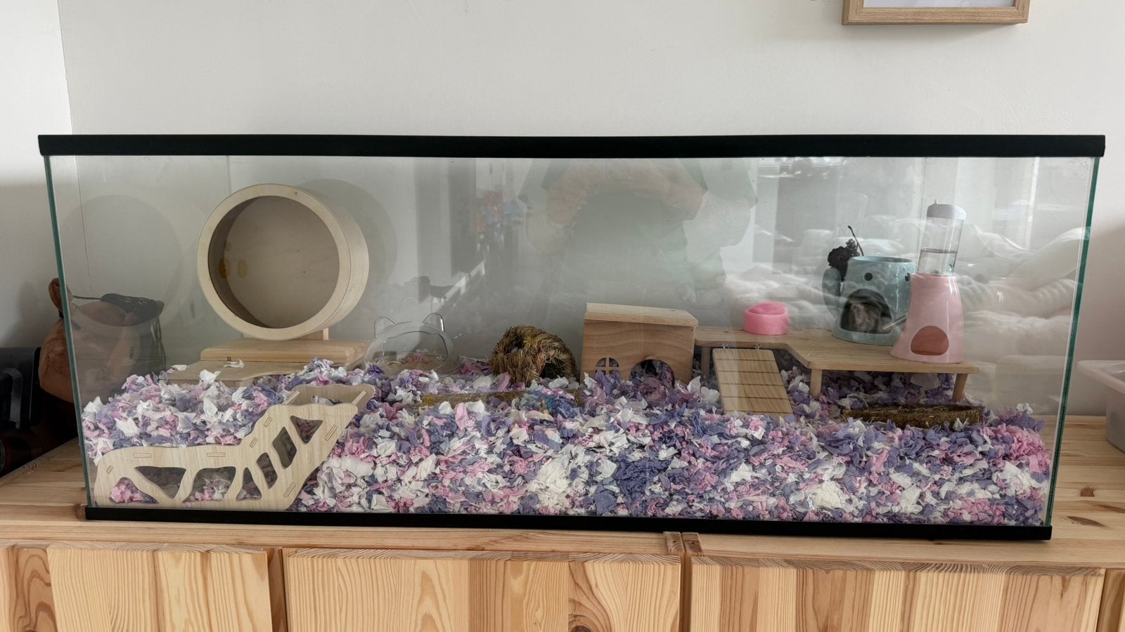 Hamster met terrarium en toebehoren, Januari, Vrouwelijk, Hamster