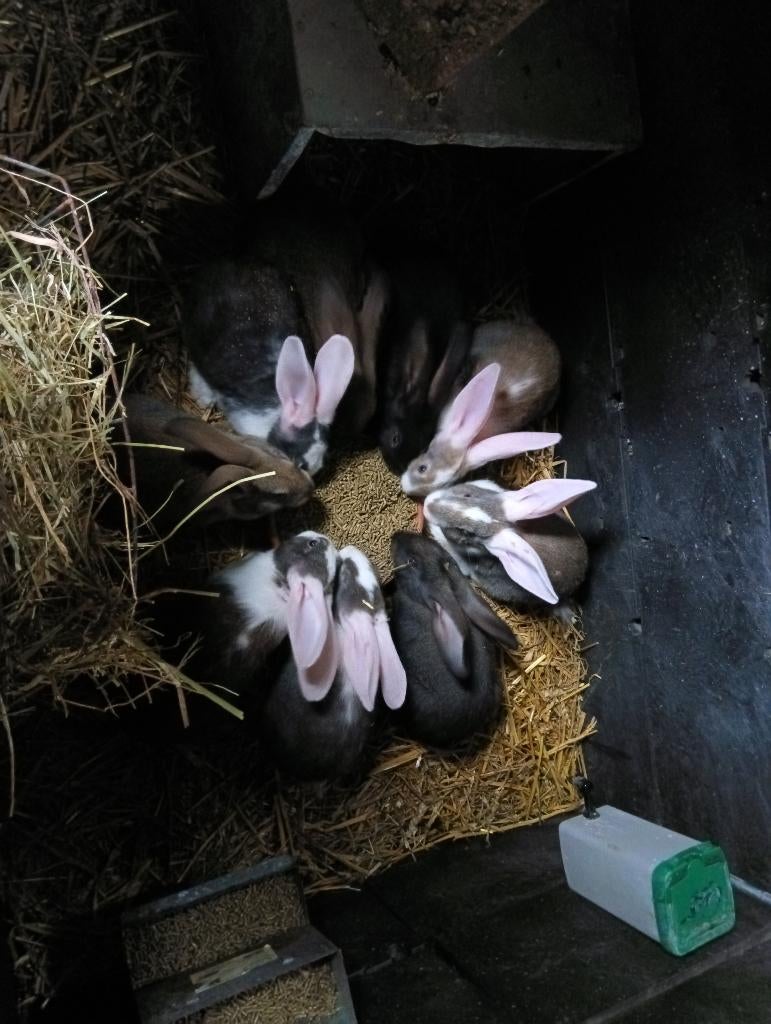 Vlaamse reuzen, Plusieurs animaux, Grand, 0 à 2 ans