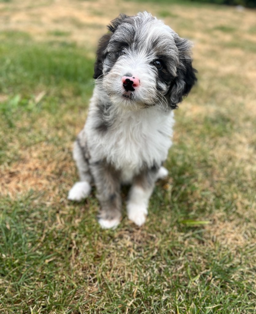 Knappe medium Doodle pups (Australische herder x poedel), Dieren en Toebehoren, Honden | Chihuahua's en Gezelschapshonden, Poedel