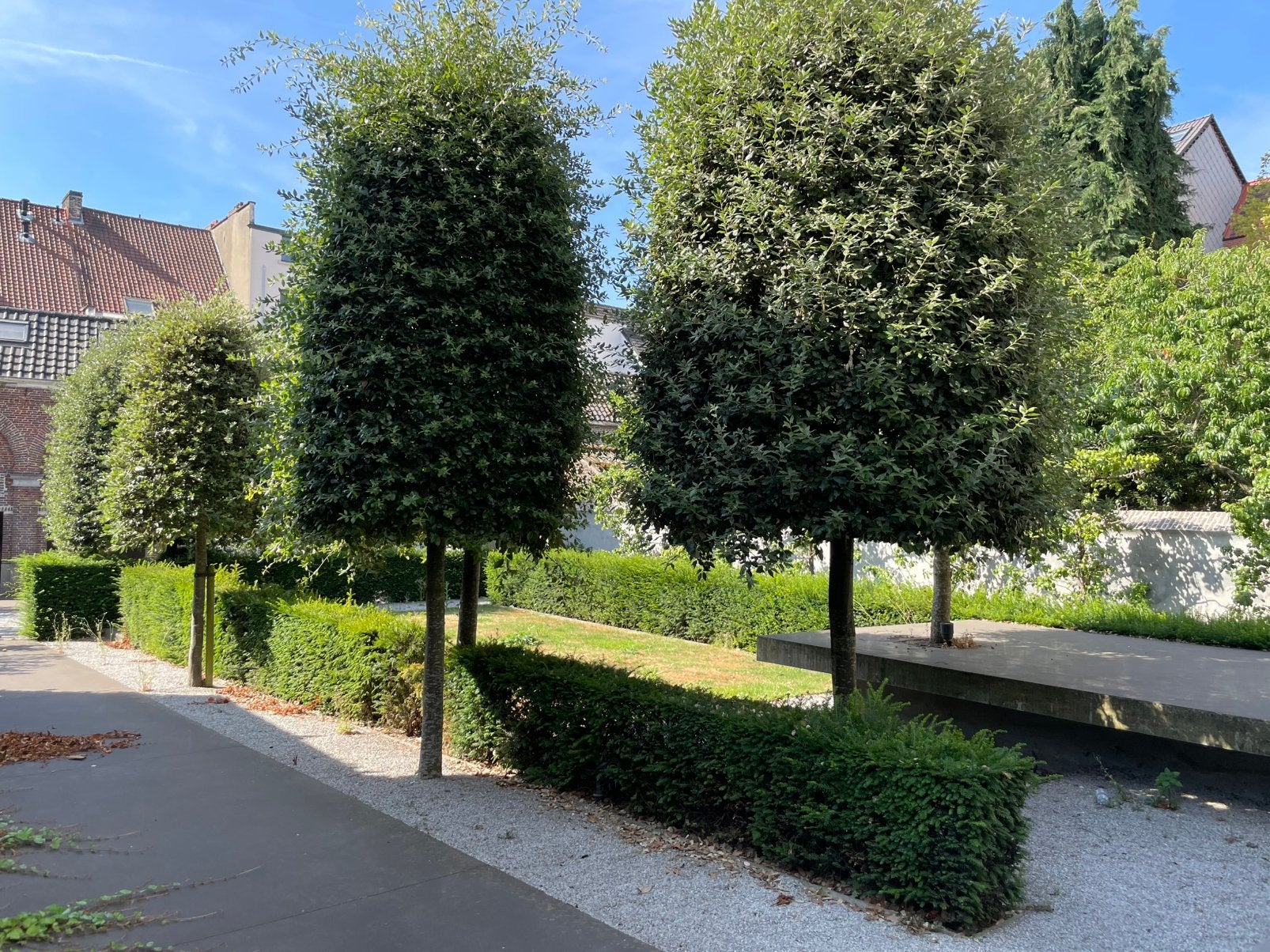 Taxus haagplanen, Ophalen, Taxus