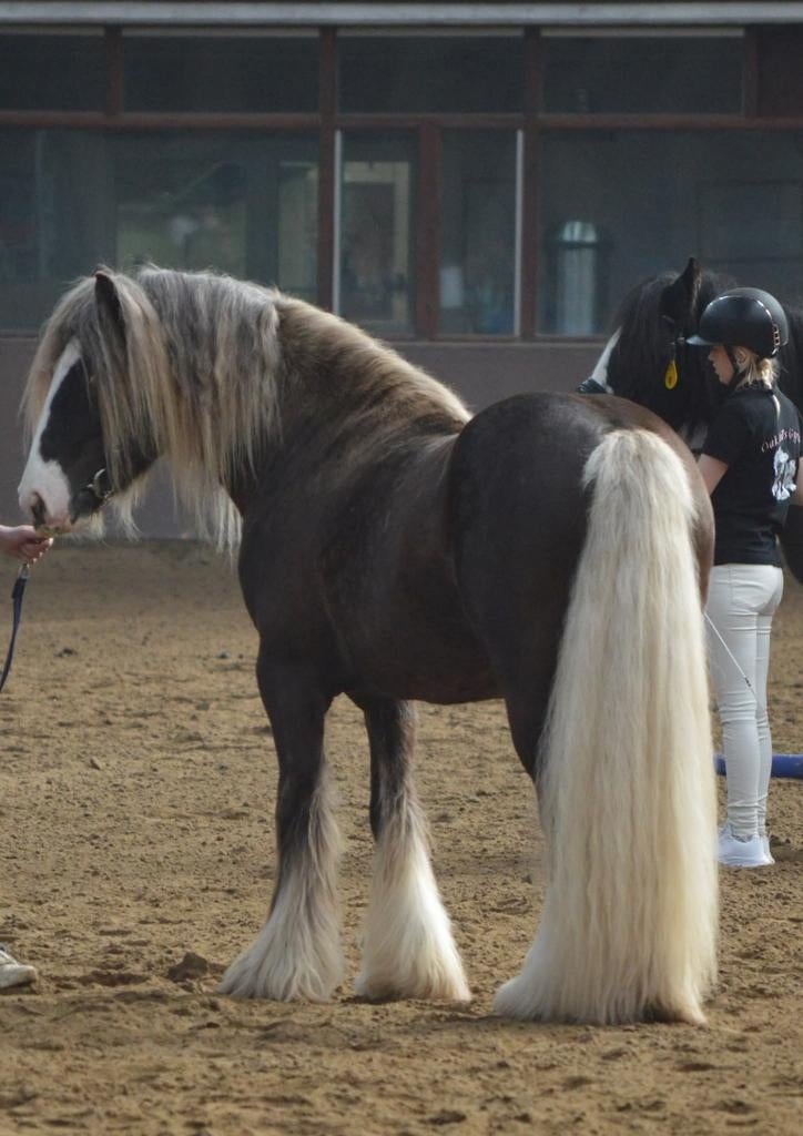 Ter dekking kampioen Tinker Irish cob Silver dapple met vos, Dieren en Toebehoren, Augustus, Mannelijk