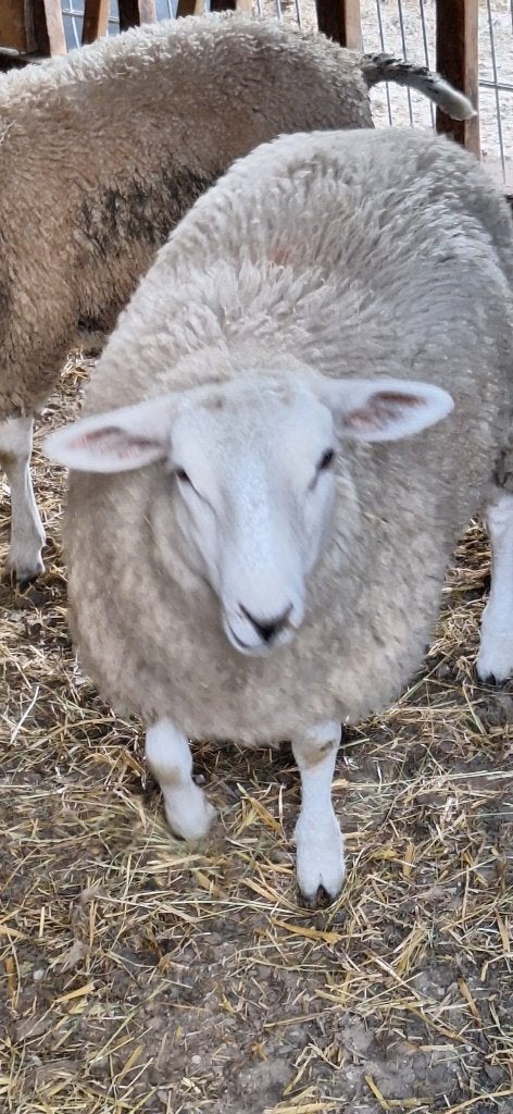 Zuiver swifter ooilam, Dieren en Toebehoren, Vrouwelijk, Schaap, 0 tot 2 jaar