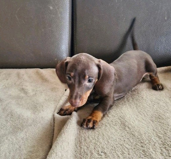 dwerg teckel pup, Dieren en Toebehoren, België, Fokker | Hobbymatig, CDV (hondenziekte), 8 tot 15 weken