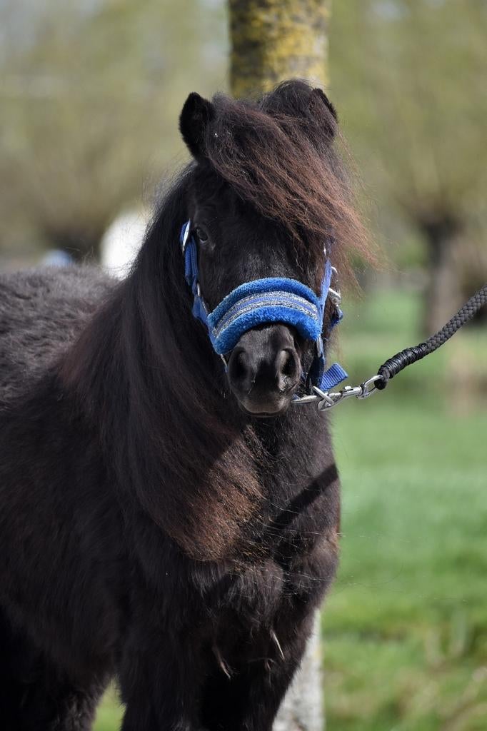 **hele knappe & lieve shetlander ruin**, Ruin, Ontwormd