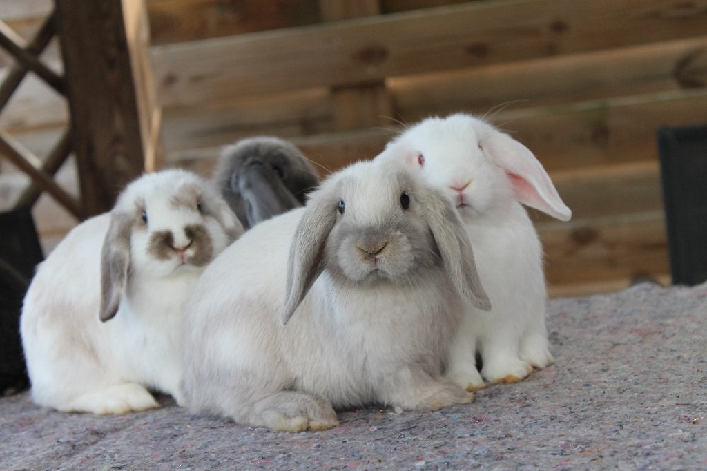 Konijn, Dieren en Toebehoren, Meerdere dieren, Klein, Hangoor, 0 tot 2 jaar