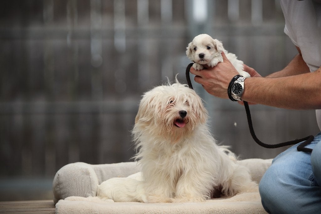 Chiots maltais, parents contrôlés, éleveur belge, Animaux & Accessoires, Maladie de Carré (chiens), Bichon maltais, Plusieurs
