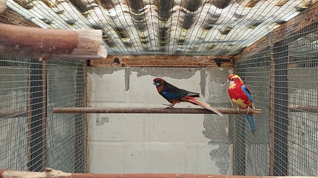 Kwkoppels rosellas, Dieren en Toebehoren, Vogels | Parkieten en Papegaaien, Parkiet, Geringd