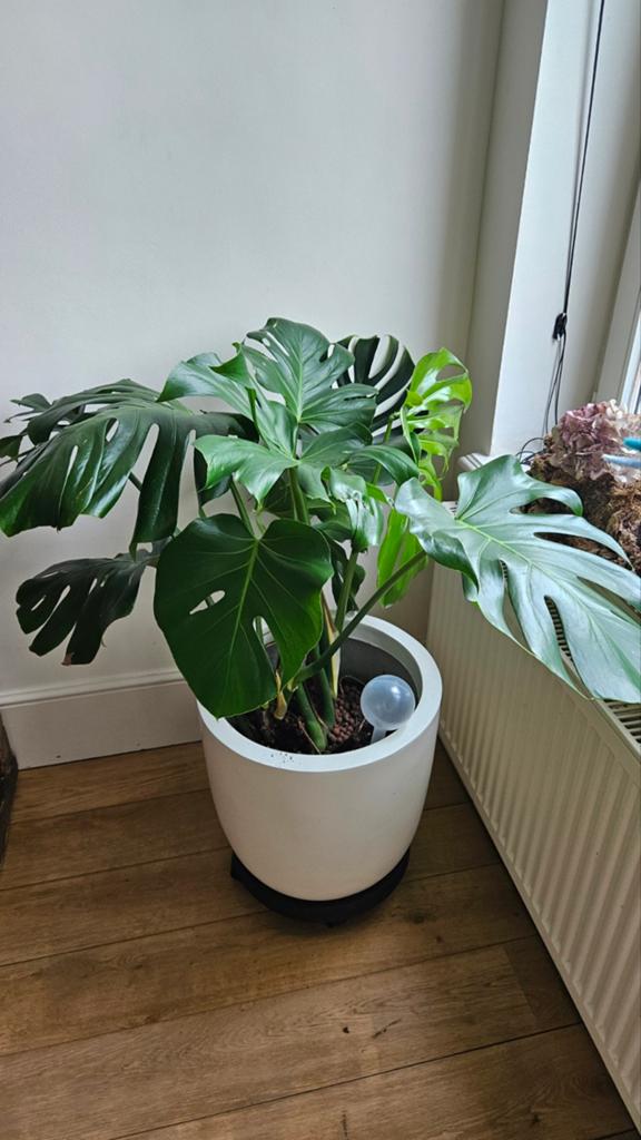 Mooie grote monstera XXL bladeren, Ophalen