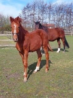 Hengstenveulen Toèmme de Régor, Dieren en Toebehoren, Springpaard, Minder dan 160 cm, Met stamboom, 0 tot 2 jaar