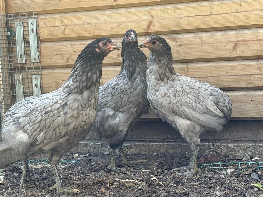3 Araucana kippen vrouwelijk, Vrouwelijk, Kip