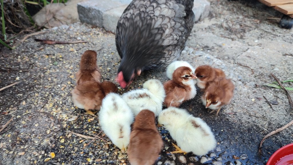 Serama kuikens, Animaux & Accessoires, Volatiles, Plusieurs animaux, Poule ou poulet