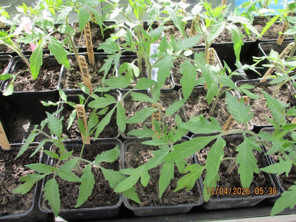 Tomatenplanten vele soorten, Jardin & Terrasse, Plantes | Jardin, Annuelle, Plantes potagères, Plein soleil, Enlèvement