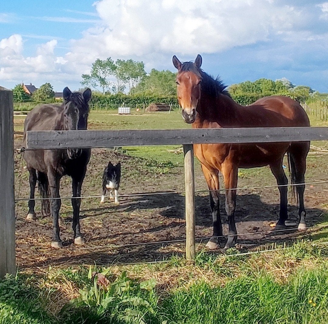Gezocht: woonplek met paardenweide (gedeeld wonen mogelijk), Immo