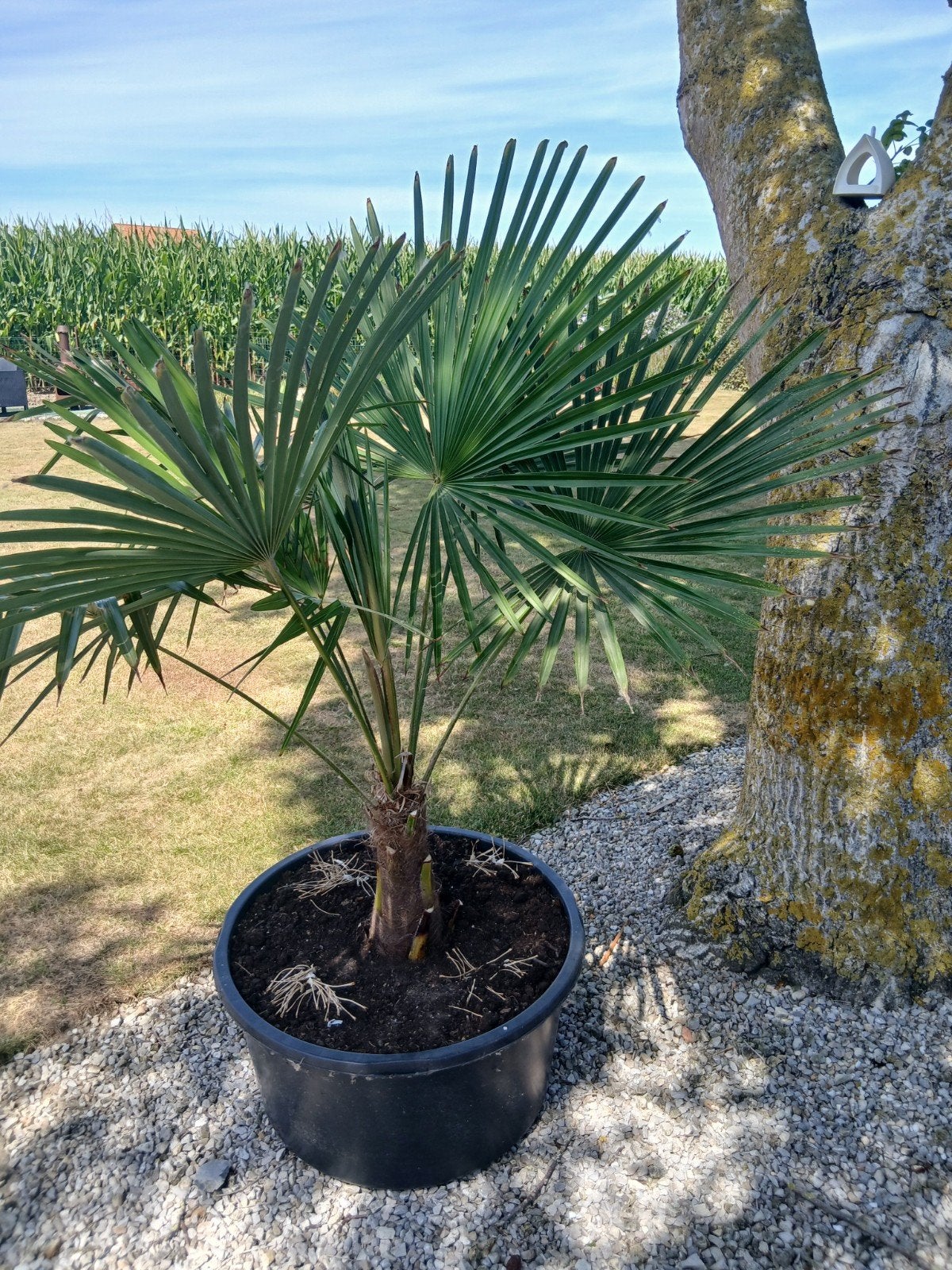 palmboom, Ophalen, Palmboom