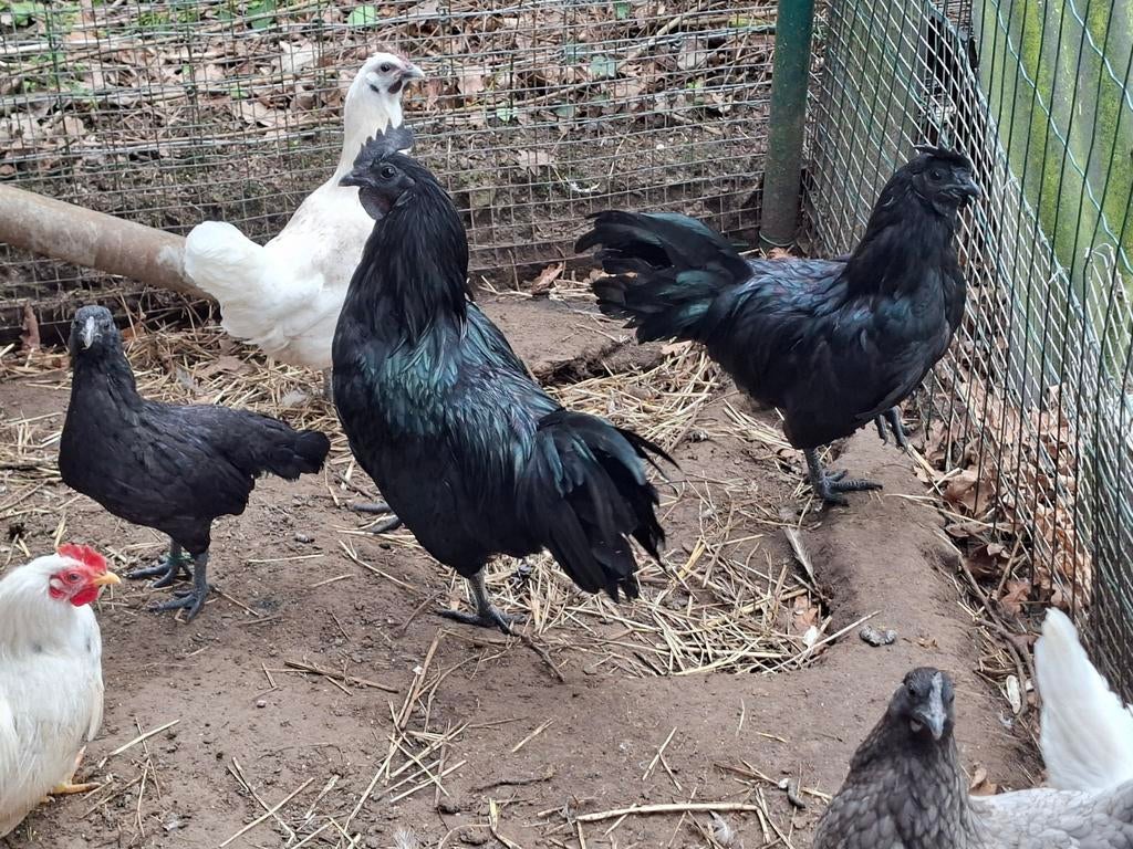 Ayam Cemani, Dieren en Toebehoren