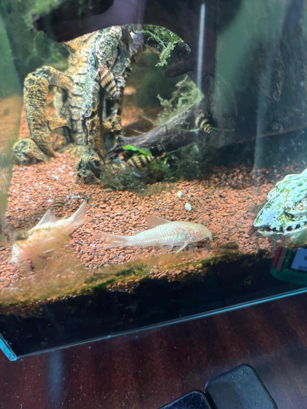 2 albino corydoras