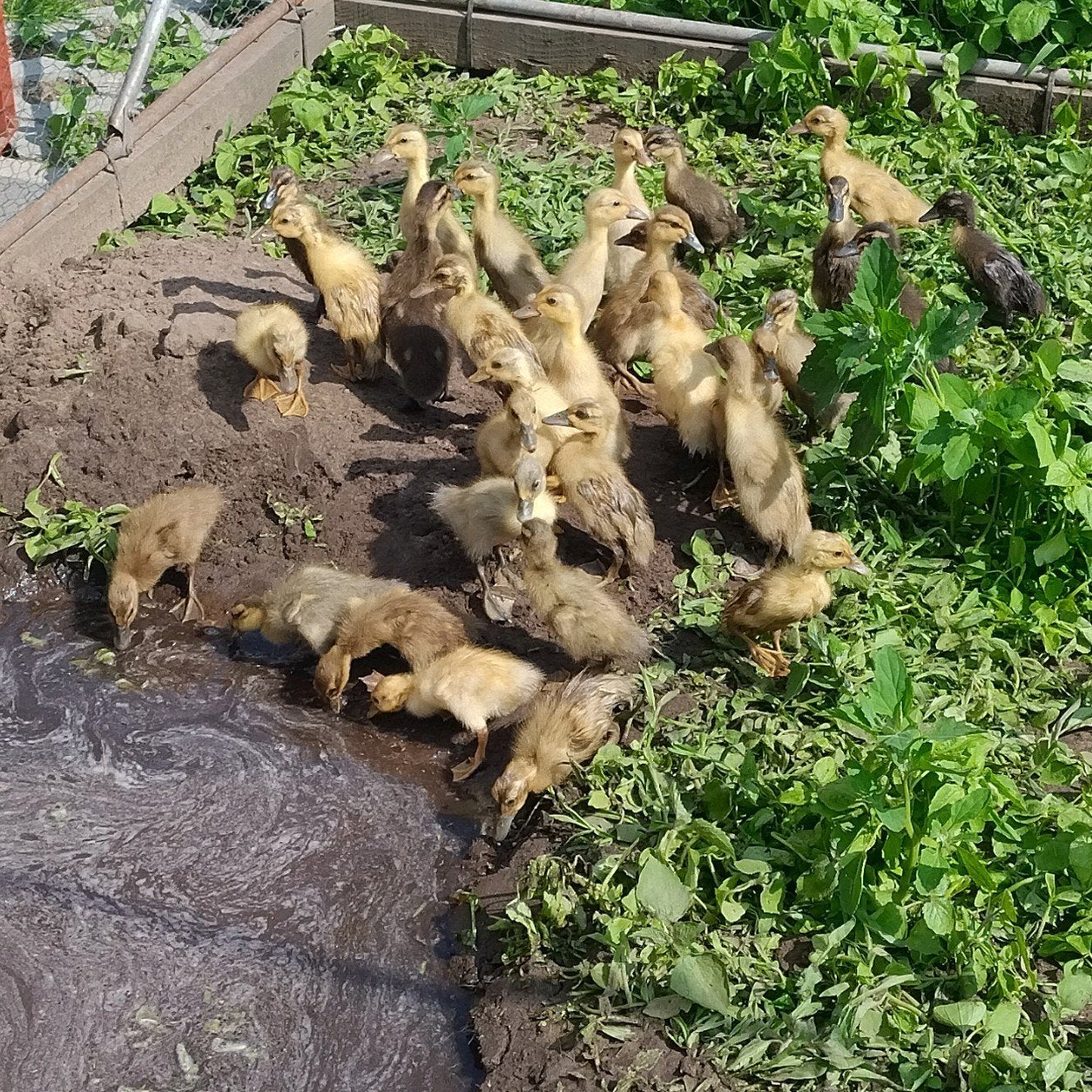 Indische loopeenden kuikens, Geslacht onbekend, Eend
