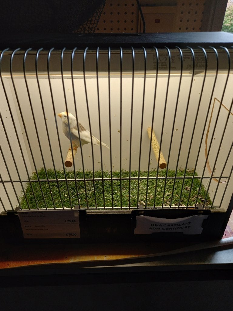 Barmsijs bont man, Dieren en Toebehoren, Mannelijk, Wildzangvogel, Geringd