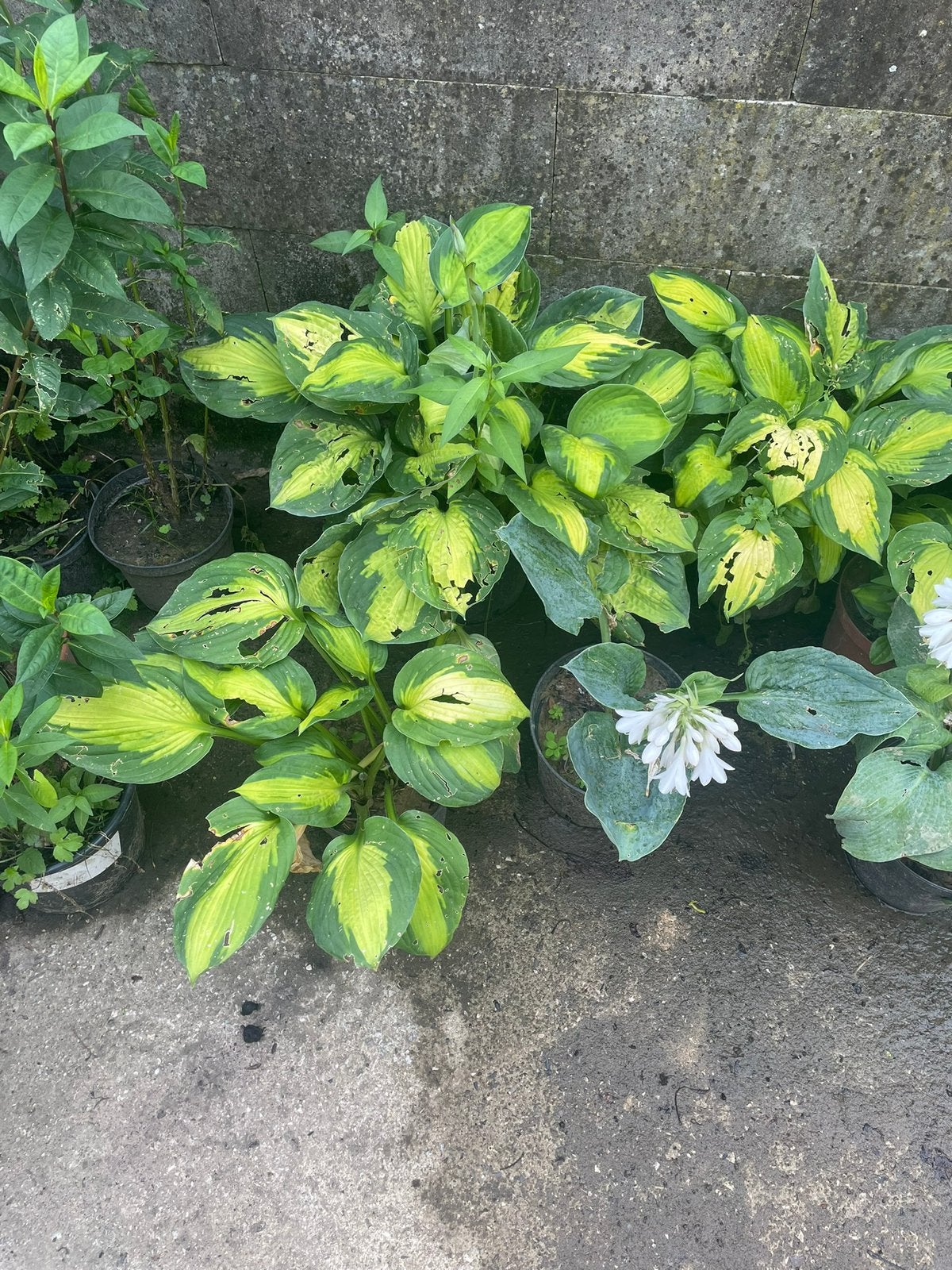 Hosta, Tuin en Terras, Eenjarig, Halfschaduw, Zomer, Ophalen
