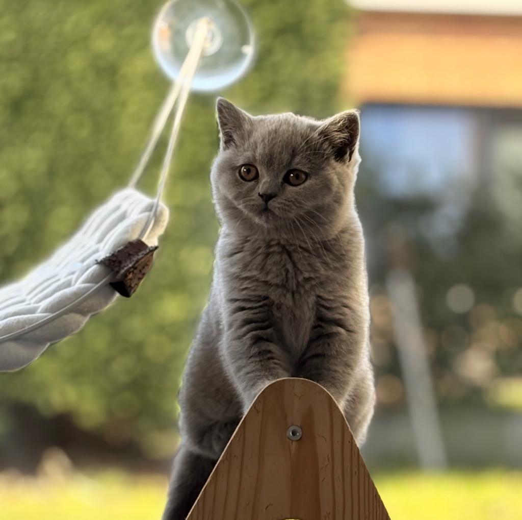 Brits Korthaar - Met stamboom, Dieren en Toebehoren, Kater, Met stamboom, 0 tot 2 jaar