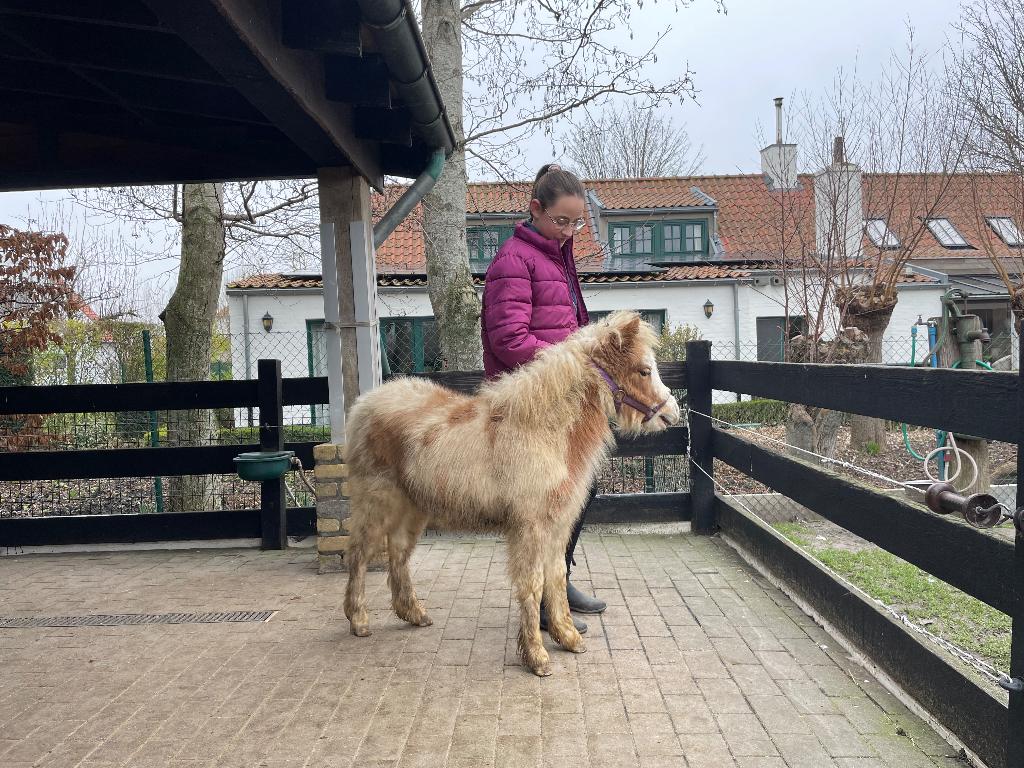 Mini paarden Amerikaanse minipaarden, Moins de 160 cm, Avec pedigree, 0 à 2 ans, Cheval de récréation